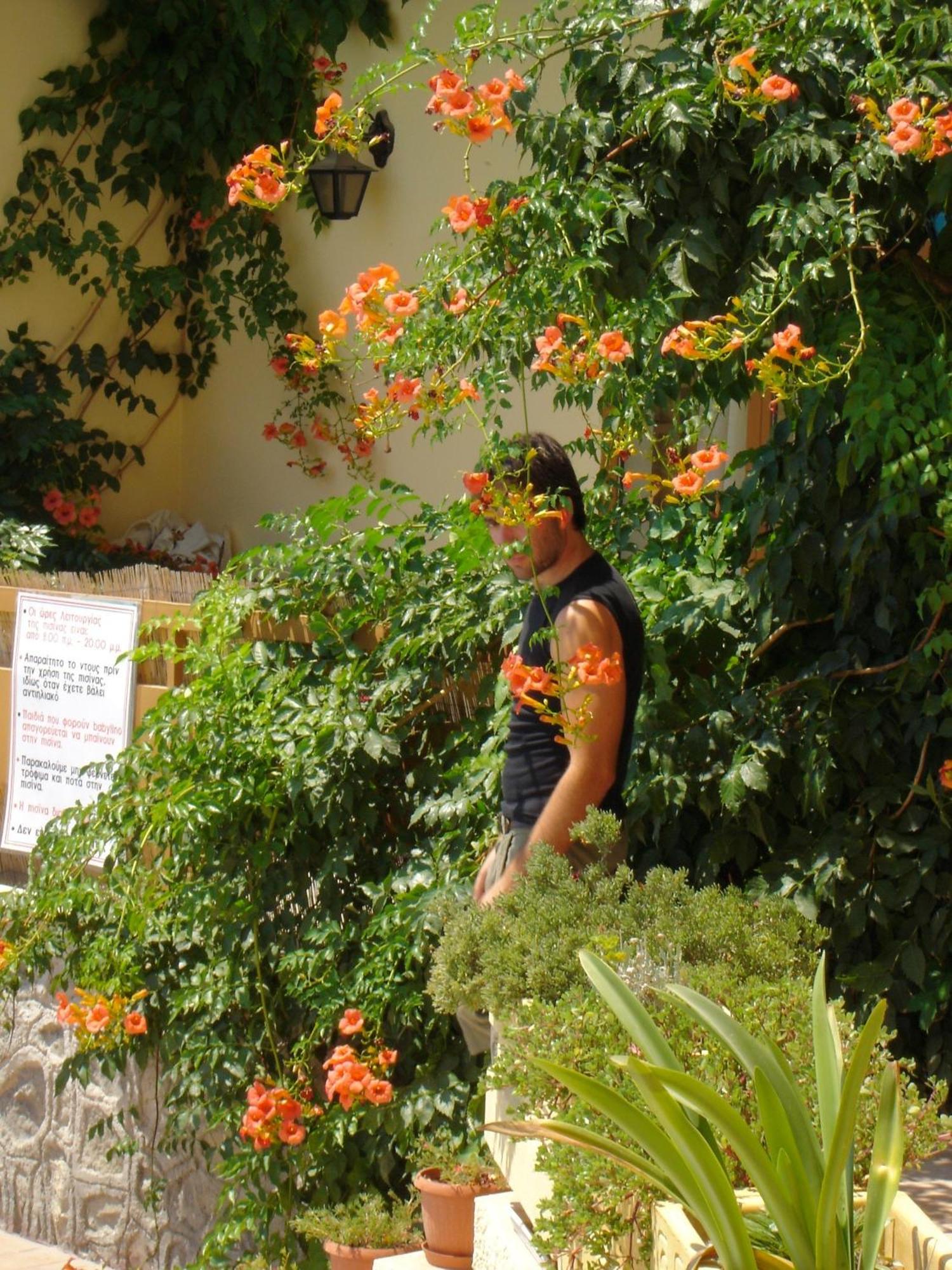 Hotel Afea Agía Marína Exterior foto